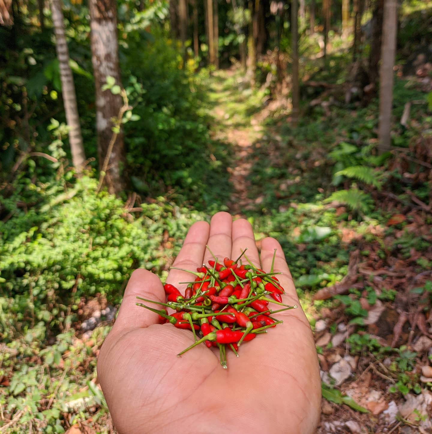 Gandhari Mirch | गांधारी मिर्च - (पूर्णतया प्राकृतिक - Naturally Grown) - 100 gm - Image 4